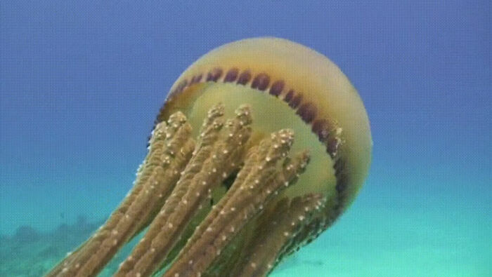 Fish Swimming In The Wake Of A Pelagic Jellyfish
