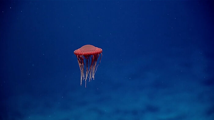 This Red Jellyfish Looks Like A Spaceship