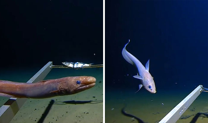 Footage From The Mariana Trench. 10,792 Meters (36,000 Feet) Below The Ocean Surface