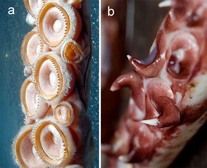 Una aterradora comparación de los tentáculos del calamar gigante (izquierda) y del calamar colosal (derecha). El calamar gigante está provisto de un enganche doloroso mientras que el calamar colosal está provisto para desgarrar
