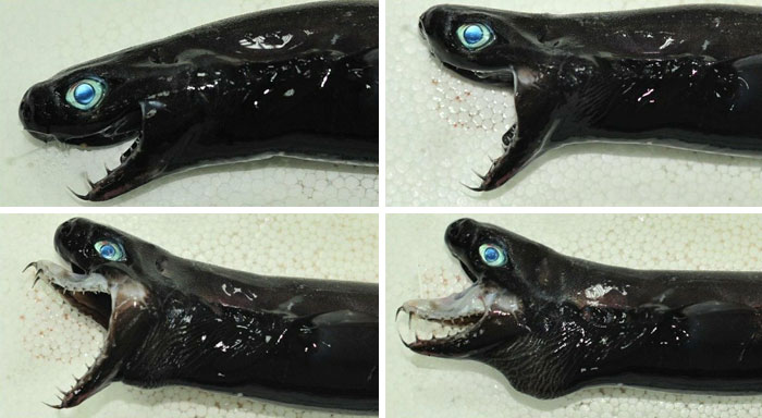 For Your Viewing Pleasure: The Viper Dogfish