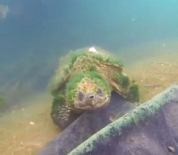 Meet This 90 Year Old Turtle!⁠