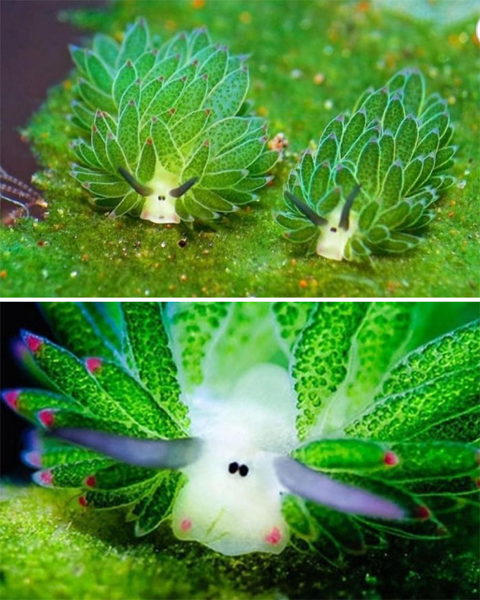 Leaf Sheep, The Adorable, Photosynthesizing Sea Slugs