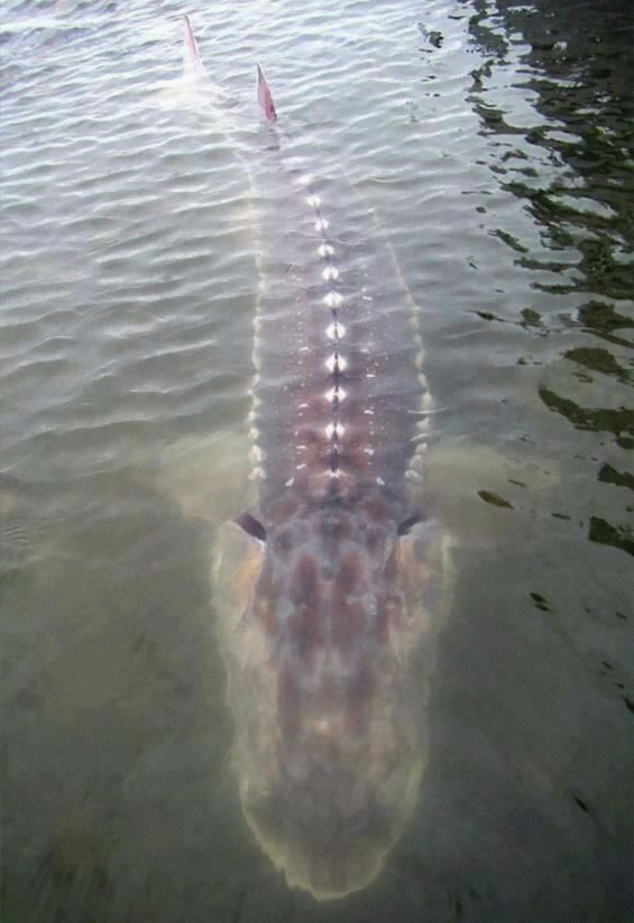 Giant Sturgeon In The Fraser River, Canada
