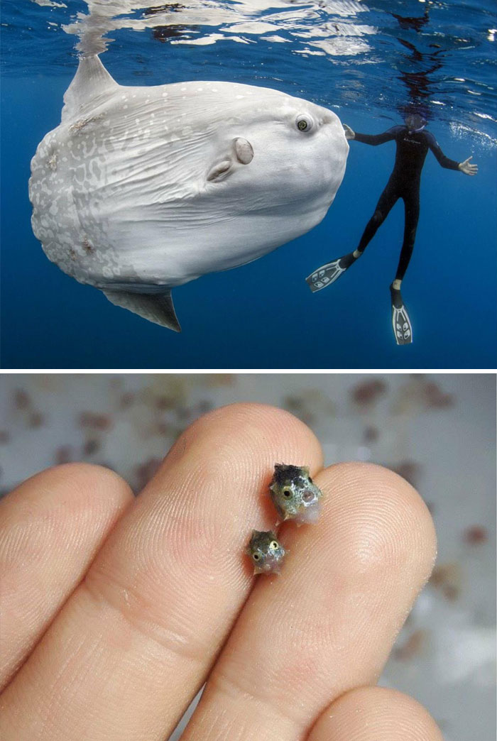 La diferencia de tamaño entre un pez luna adulto y un alevín de pez luna