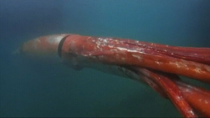Giant Squid Makes An Appearance In Tokyo Bay