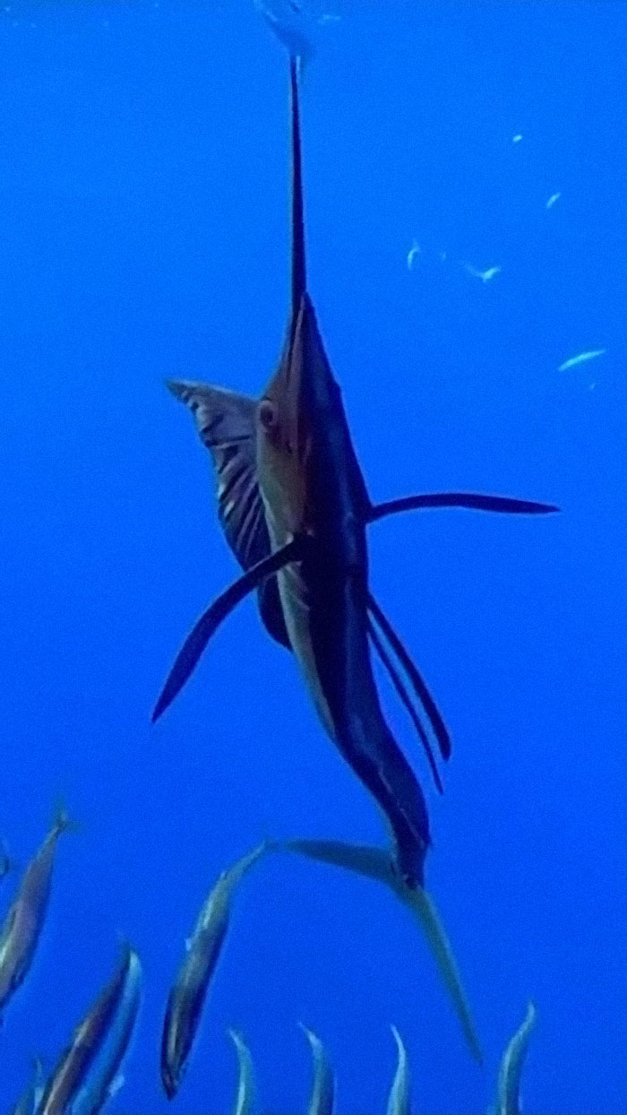 The Indo-Pacific Sailfish, Considered By Many Scientists To Be The Fastest Fish In The Ocean