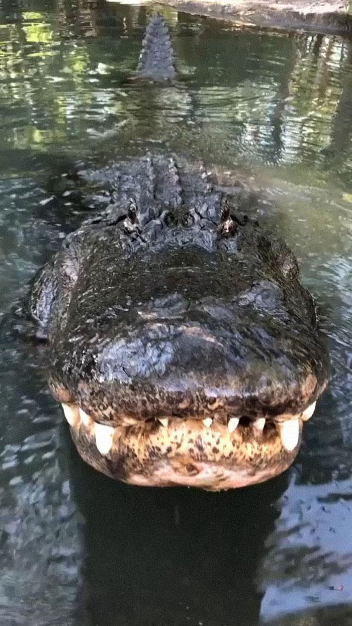 An Alligator Bellow
