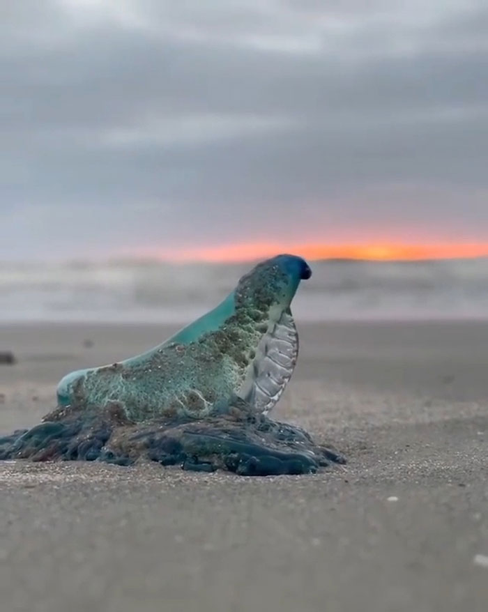 A Portuguese Man O' War Found Washed Up At Galvestonis East Beach
