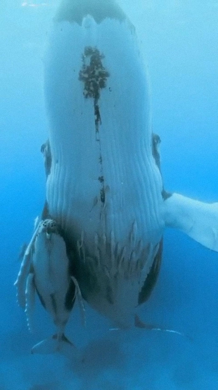 Una madre ballena jorobada y su cría, en una posición conocida como "Echelon"