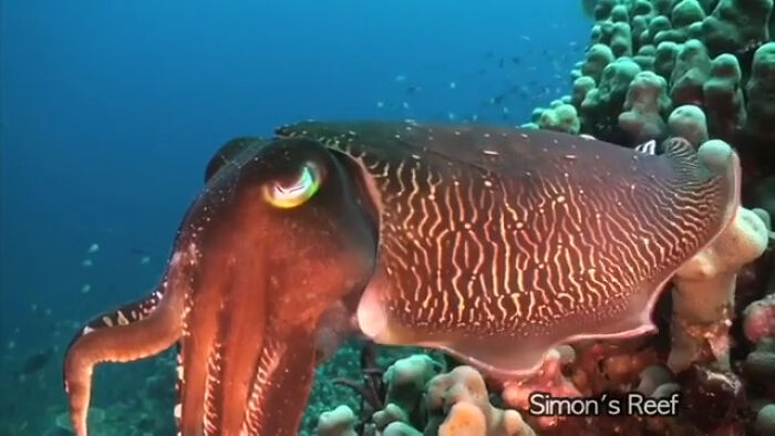A Cuttlefish Has Three Hearts, Blue-Green Blood, And Horizontal Vision Which Allows Them To See Behind Themselves