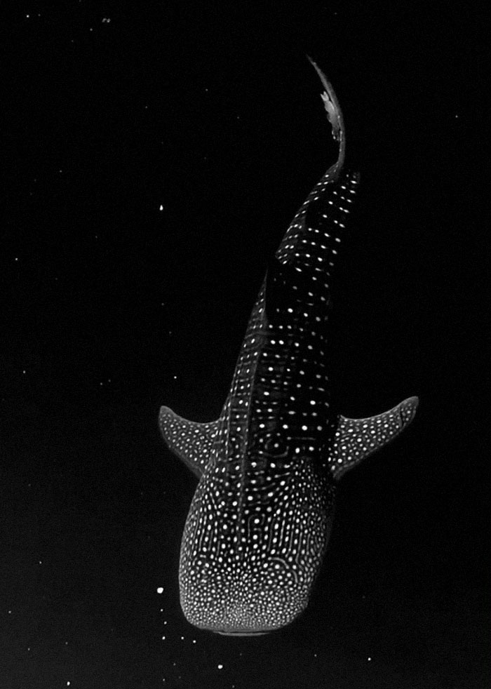 Un tiburón ballena nadando en algas bioluminiscentes hace que parezca que va a la deriva por el espacio. Video de Mike Nulty