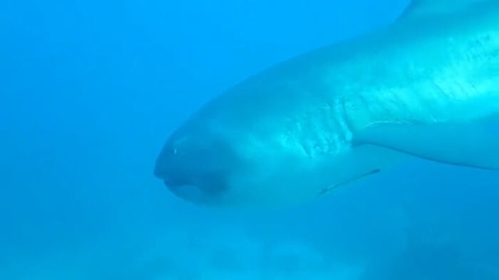 Rare Sighting Of The Megamouth Shark, Reaching Up To 18 Feet In Length And 2,700 Pounds With A Mouth Measuring 4.3 Feet In Width. This Shark Can Have Up To 50 Rows Of Teeth In Its Upper-Jaw And 75 Rows Of Teeth In Its Lower-Jaw