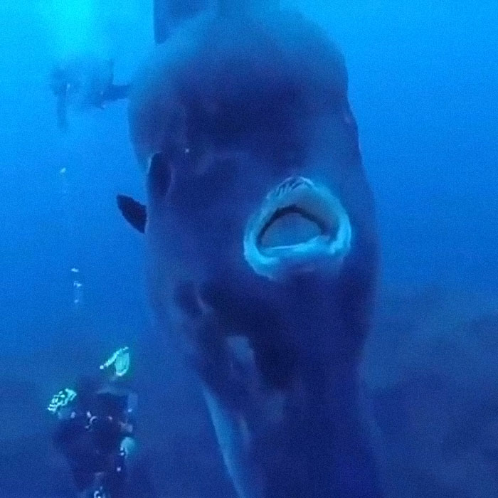 Divers Encounter The Sunfish, Which Can Weigh Over 4k Pounds