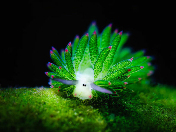 sea-slug-62da1049bef6f.jpg