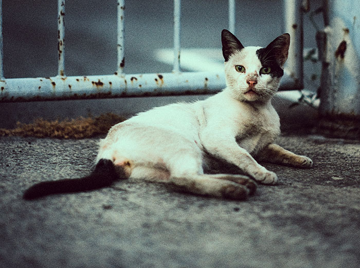 I Took 18 Photos Of Stray Cats Living In Limassol, Cyprus (New Pics)