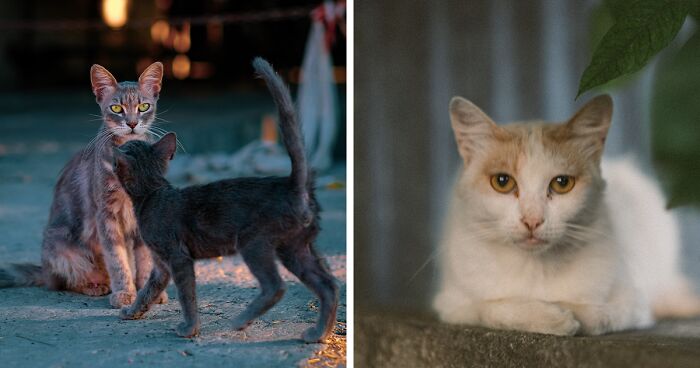 I Took 18 Photos Of Stray Cats Living In Limassol, Cyprus (New Pics)