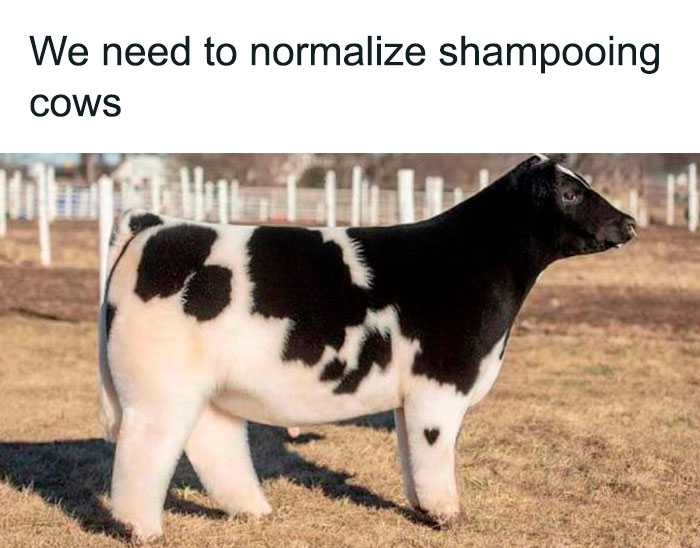 Thanks, I Love This Soft Cow