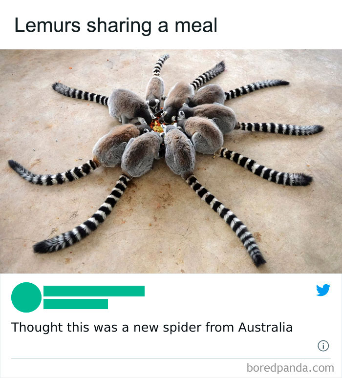 Thanks, I Love New Australian Spiders