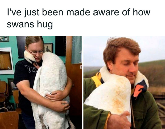 Thanks, I Love How Swans Hug