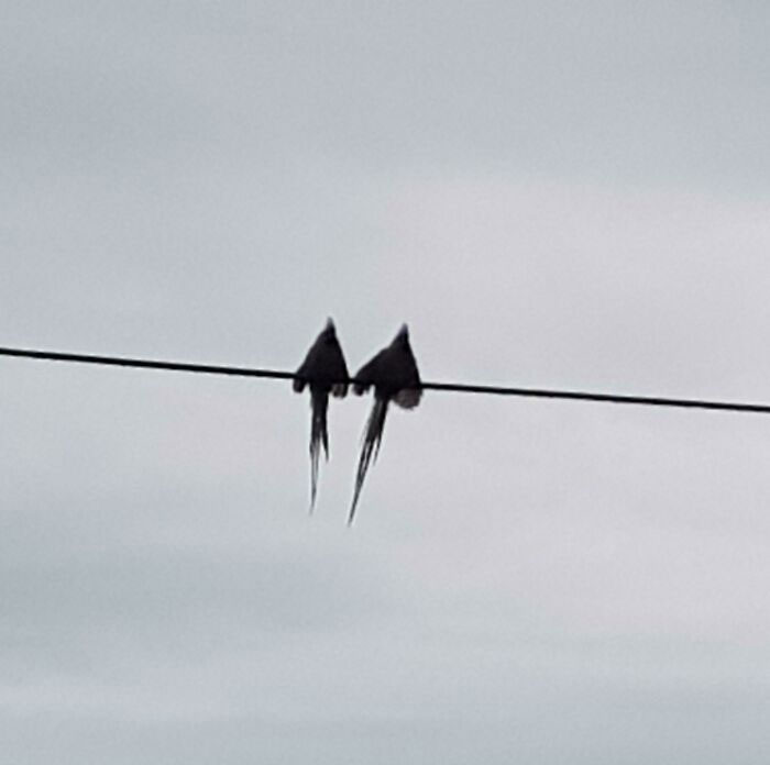 Birds Outside Were Drying Themselves And Ended Up Looking Like Arrows