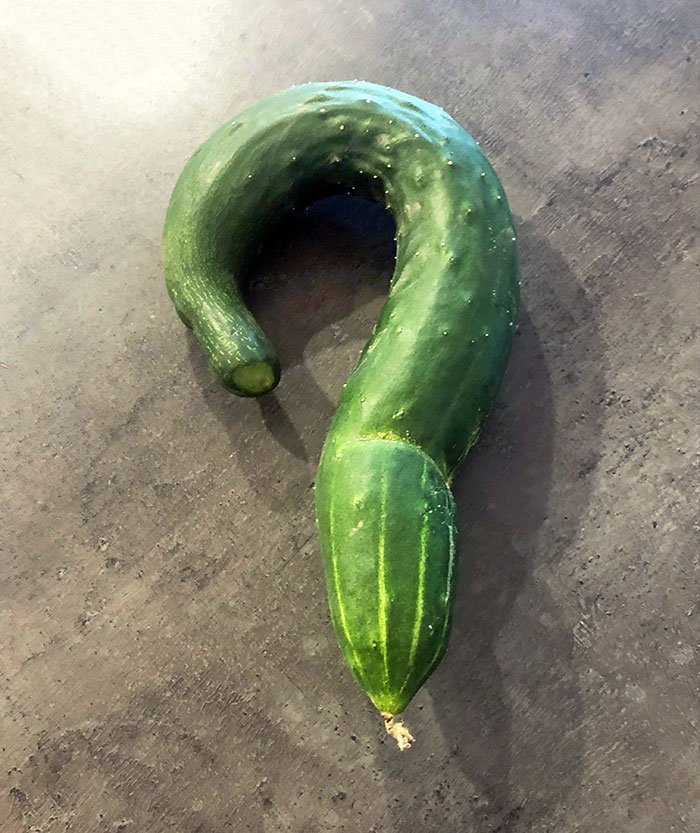 My Stepdad Grows His Own Vegetables, And A Cucumber Grew In A Question Mark Shape