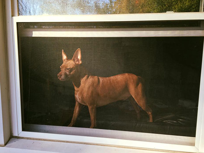 I Snapped A Photo Of My Dog Through A Window Screen That Looks Like An Old Painting