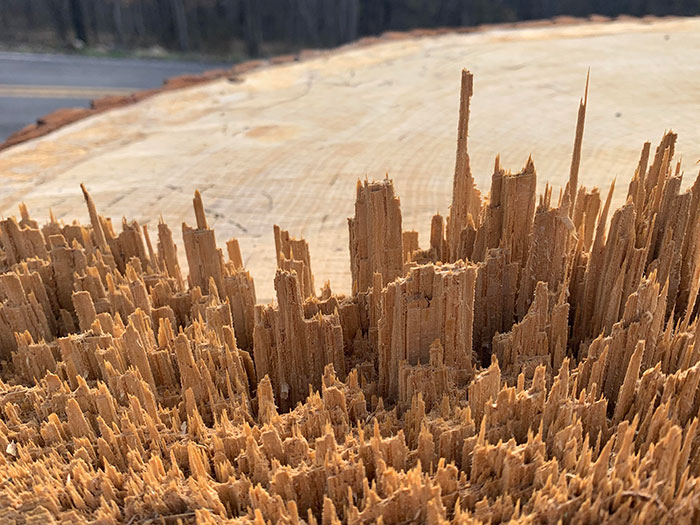 Wood Splinters That Look Like A City