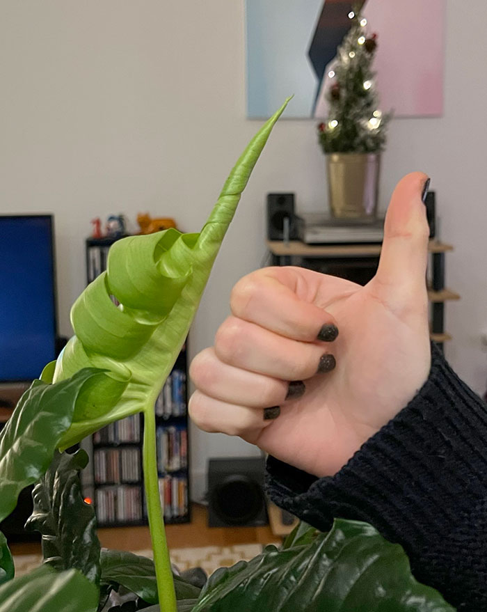 My New Monstera Leaf Looks Like A Thumbs Up
