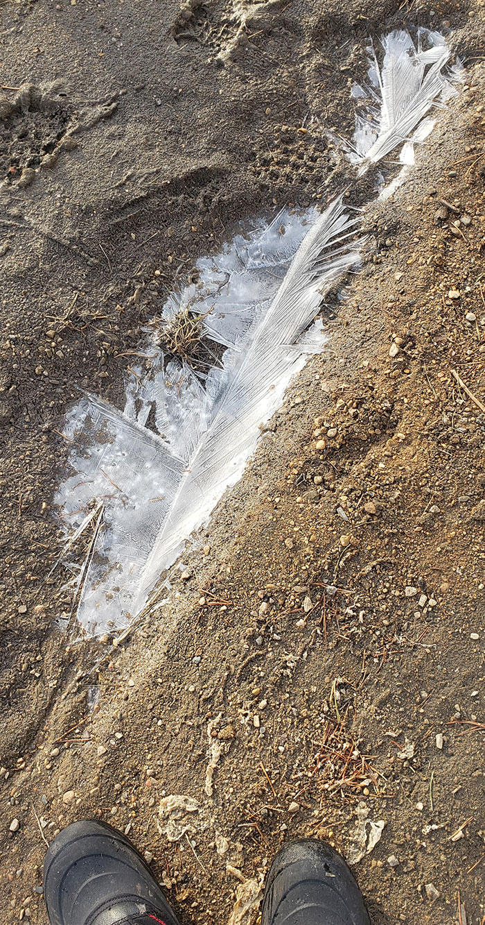 Este parche de hielo que encontré y que parece una pluma
