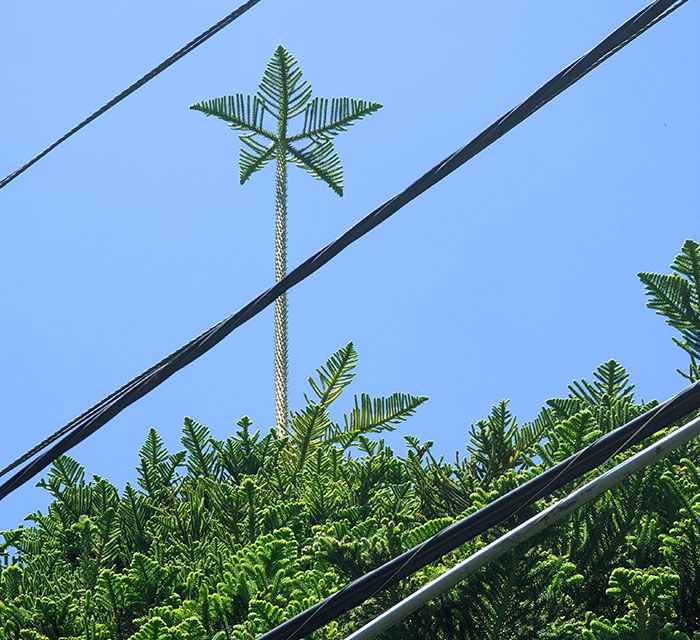 The Branch On Top Of This Pine Tree In Sydney Looks Like A Perfect Star