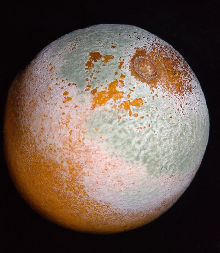 Moldy Orange That Looks Like A Planet