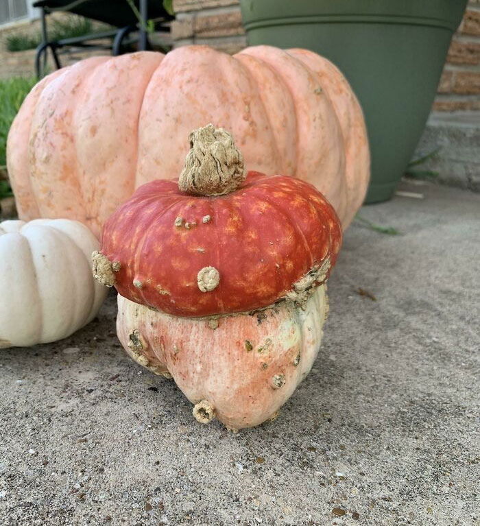 This Pumpkin Looks Like A Mushroom