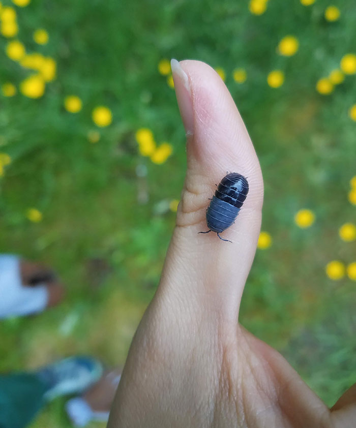 We Found A Pill Bug That Looks Like An Actual Pill Capsule