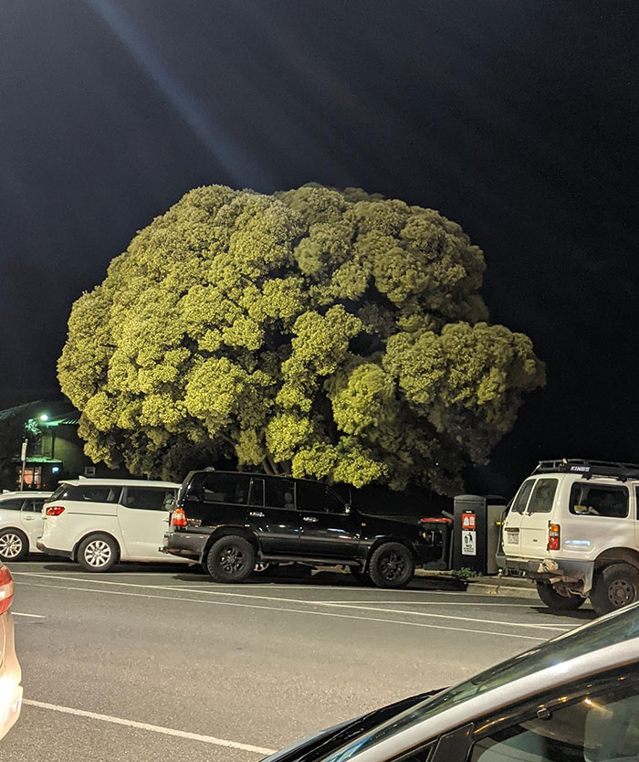 Este árbol parece un brócoli
