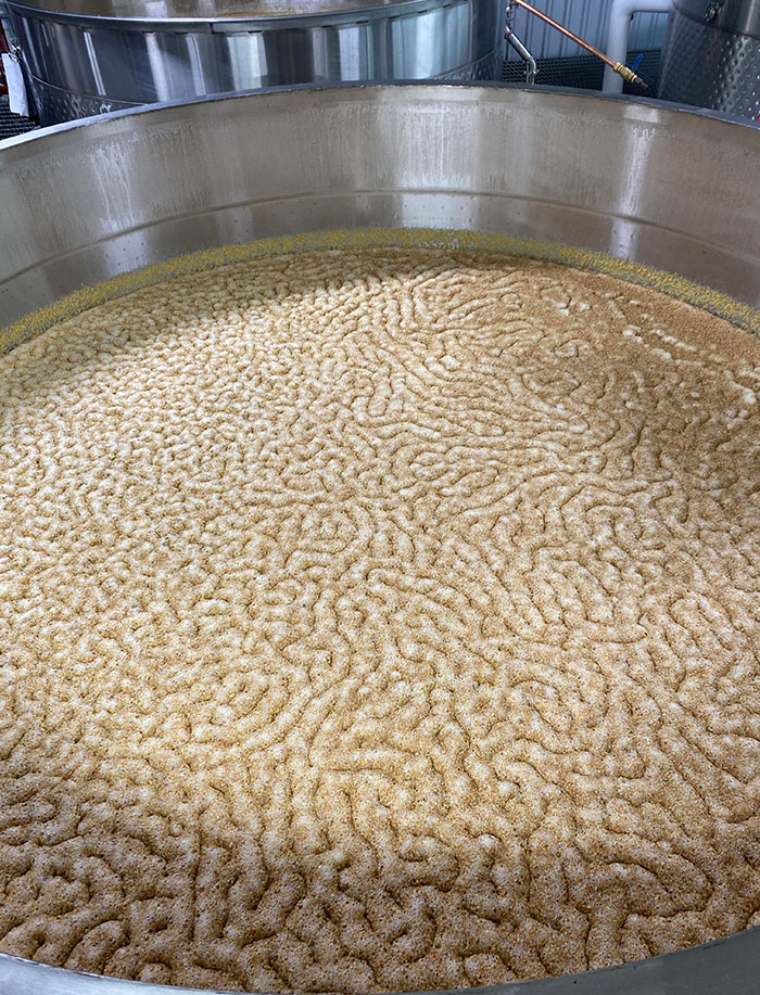 Fermentation In The Beer Well Looks Like A Brain