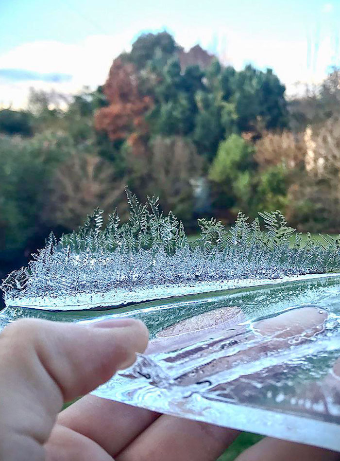 La forma en que se ha formado este hielo parece un bosque diminuto