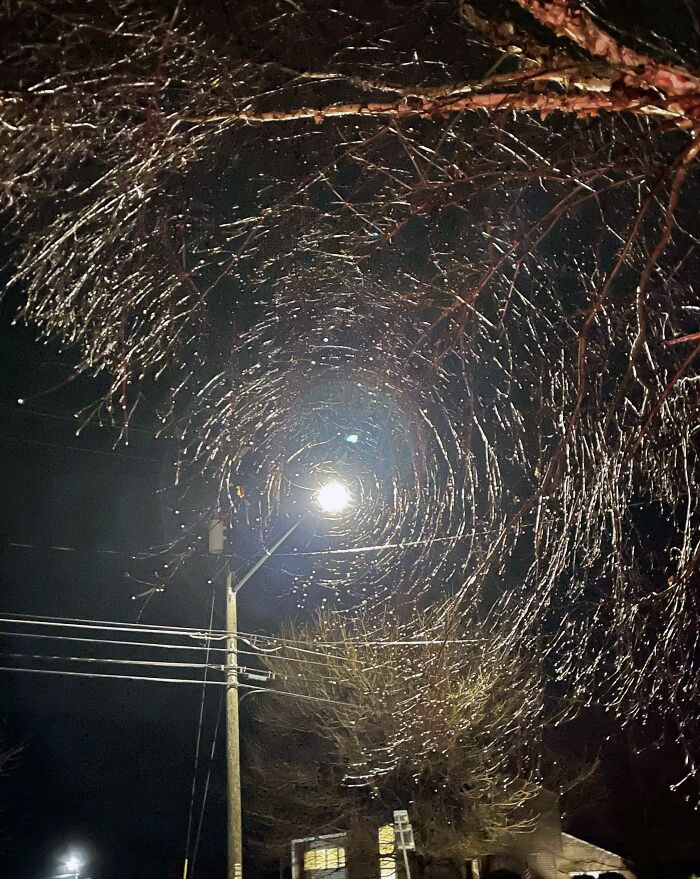 These Tree Branches That Look Like A Spiderweb