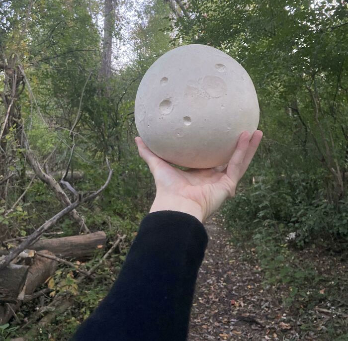 I Found A Puffball Mushroom That Resembles The Moon