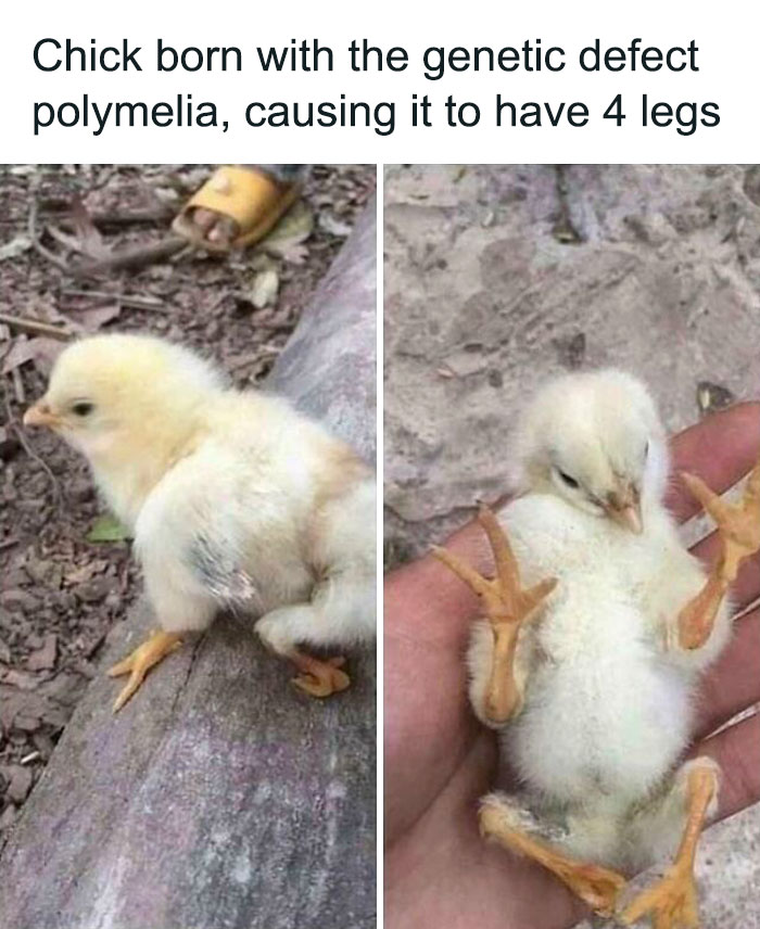 Thanks, I Hate This Chicken.