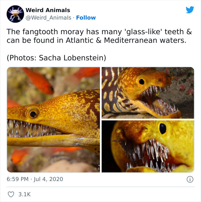 Weird-Animals-Pics