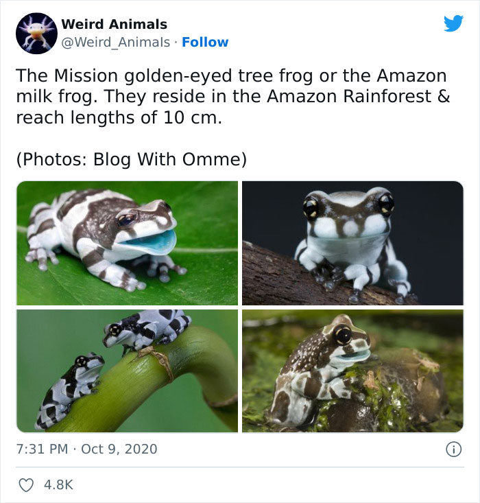 Weird-Animals-Pics