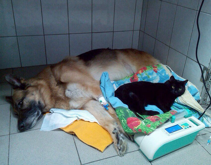 You Don’t Have To Worry About Your Pet While He Is In The Hospital Because Lucik Will Support Him And Stay By His Side