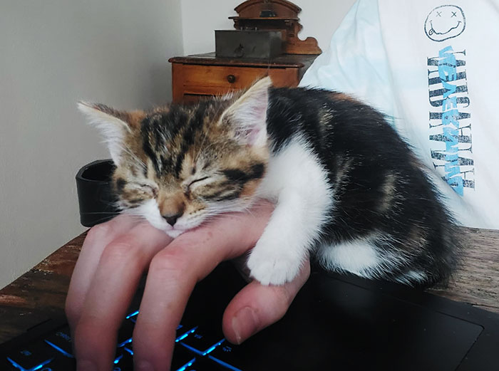 How My New Kitten Likes To Sleep When I Am Using My Laptop