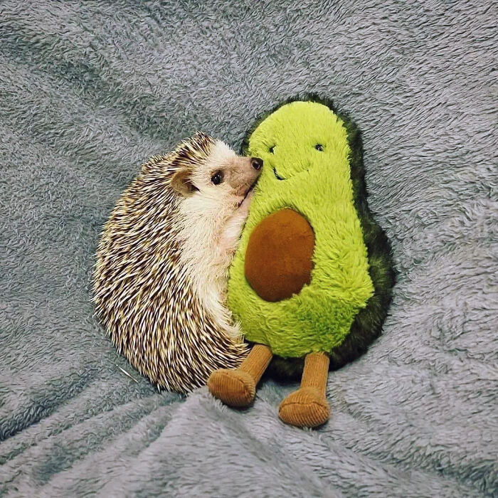 Snuggled With His Plushie