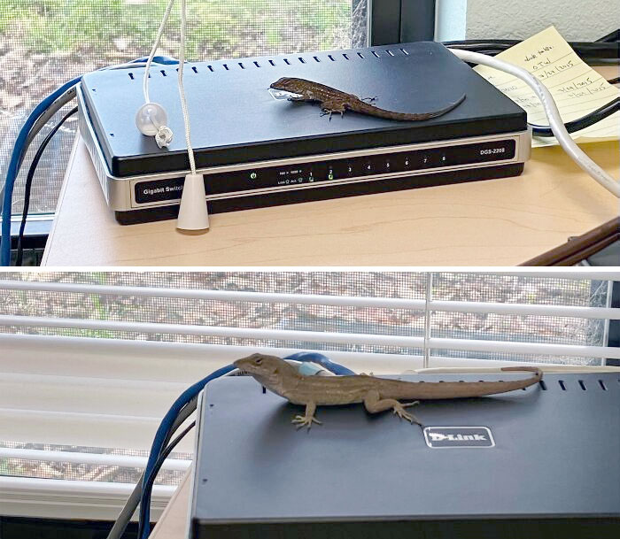 I Went In My Office The Other Day And Found A Lizard Basking On The Warm Ethernet Switch. The Next Day, I Found A Different Lizard In The Same Spot