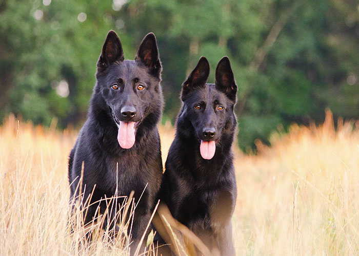 Guy Has A “No Chocolate” Rule While Babysitting His Sibling’s Kids, They Break It So He Says He'll Never Babysit Again Guy Has A “No Chocolate” Rule While Babysitting His Sibling’s Kids, They Break It So He Says He'll Never Babysit Again