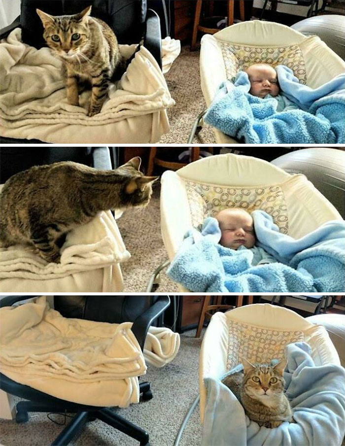 No. Only Cat Can Be Baby