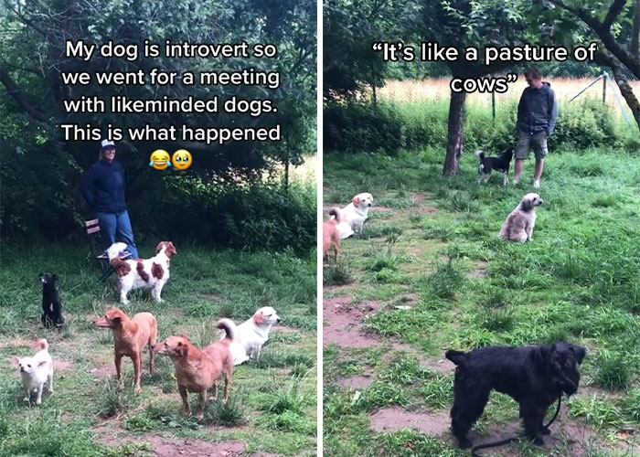 Video Of Introverted Dogs Meeting Up Has Melted Hearts All Over The Internet And Made People Say “Relatable!” Video Of Introverted Dogs Meeting Up Has Melted Hearts All Over The Internet And Made People Say “Relatable!”