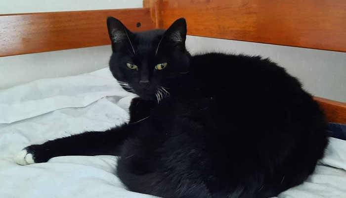 Cheeky Seal Breaks Into Family Home, Terrorizes Cat And Chills On Couch, And The Internet Is In Stitches Cheeky Seal Breaks Into Family Home, Terrorizes Cat And Chills On Couch, And The Internet Is In Stitches